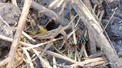 Placosternus erythropus