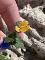 Mentzelia oligosperma