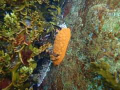 Doris wellingtonensis