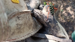 Placosternus erythropus