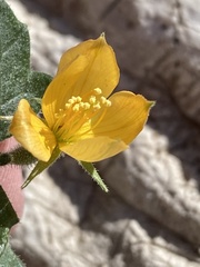 Mentzelia oligosperma