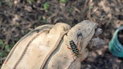 Placosternus erythropus