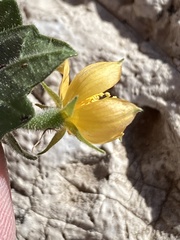 Mentzelia oligosperma