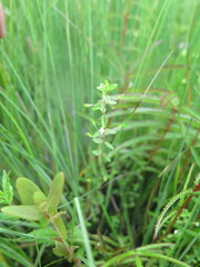 Omphalotrix longipes