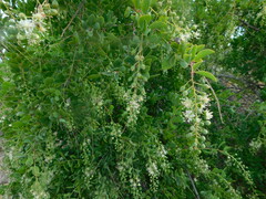 Stegnosperma halimifolium