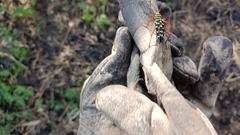 Placosternus erythropus