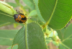 Cryptocephalus castaneus