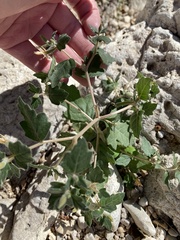 Mentzelia oligosperma