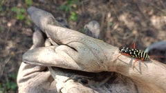 Placosternus erythropus