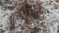 Formica neogagates
