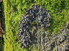 Peltigera elisabethae