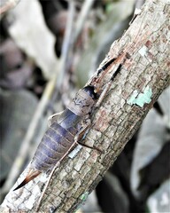 Nesoecia