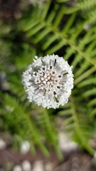 Melanthera parvifolia