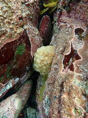 Doris wellingtonensis