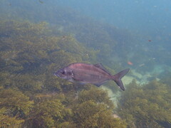 Latridopsis ciliaris