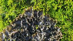 Peltigera elisabethae