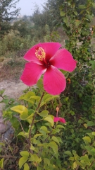 Hibiscus rosa-sinensis