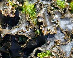 Peltigera elisabethae