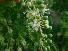 Stegnosperma halimifolium