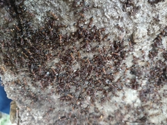 Novomessor albisetosus