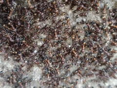 Novomessor albisetosus