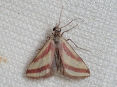 Microtheoris vibicalis