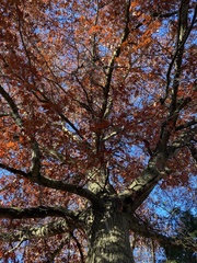 Quercus coccinea
