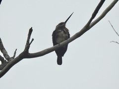 Brachygalba lugubris