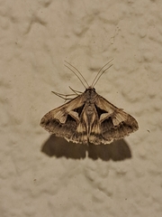 Melipotis bisinuata