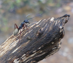 Camponotus suffusus bendigensis