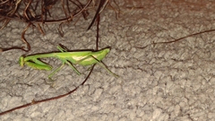Stagmomantis
