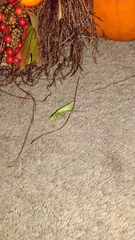 Stagmomantis