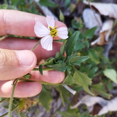 Tridax palmeri