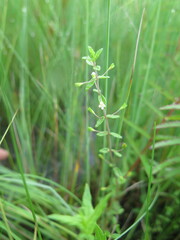 Omphalotrix longipes