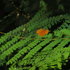 Dryas iulia moderata