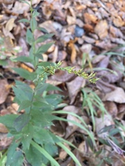 Solidago ulmifolia ulmifolia