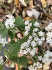 Ageratina altissima