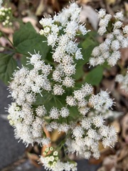Ageratina altissima