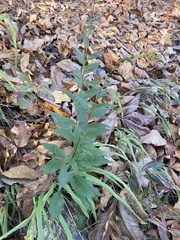 Solidago ulmifolia ulmifolia