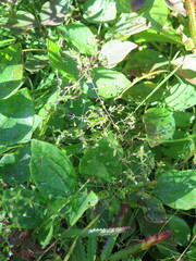 Omphalotrix longipes