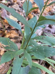 Solidago ulmifolia ulmifolia