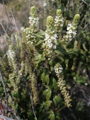 Aloysia salviifolia