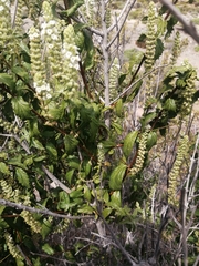 Aloysia salviifolia