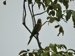 Eupsittula pertinax