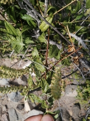 Aloysia salviifolia