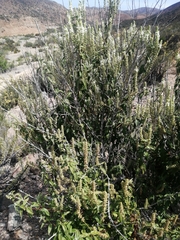 Aloysia salviifolia