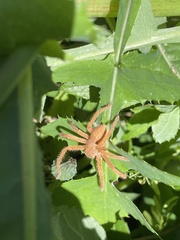 Neosparassus diana