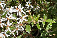 Olearia erubescens