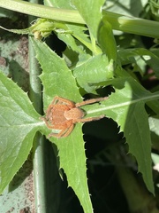 Neosparassus diana