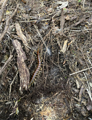 Cormocephalus rubriceps